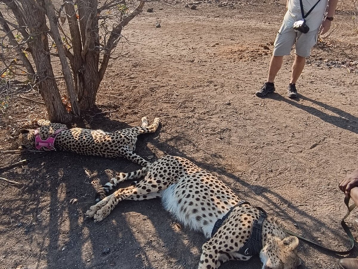 🐆 Elephant and Cheetah Experience