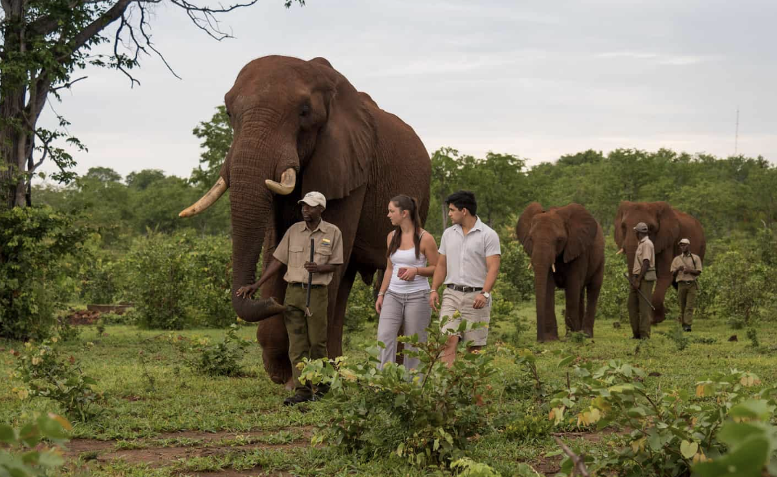 🐘 Elephant Encounters